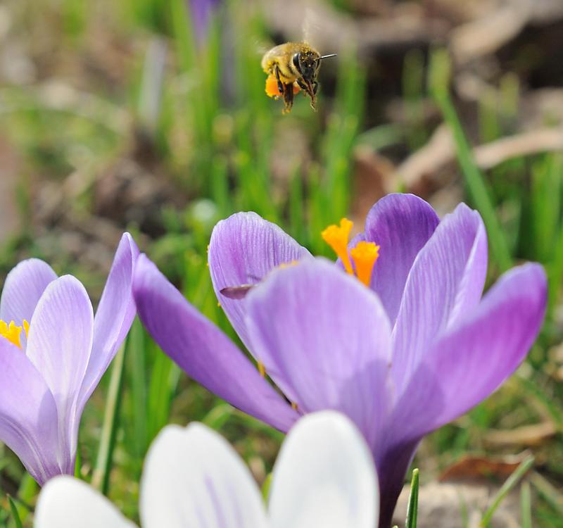 2220_1316 Krokusblueten im Frühling - eine Biene mit gefüllten Körbchen fliegt über der Blüte. | Fruehlingsfotos aus der Hansestadt Hamburg; Vol. 2
